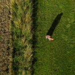 Aufnahme mit einer Drohne von einer jungen Frau mit Hut sitzend auf einer grünen Wiese